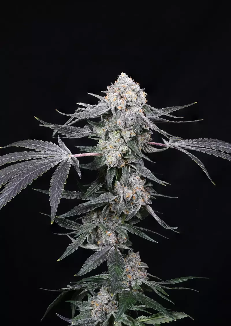 High Society, Фасовка: 5, изображение 4